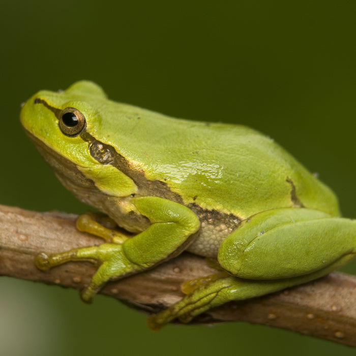 CB European Green Treefrog