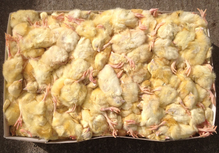 Frozen Chicks BULK 10kg (Approx. 250)