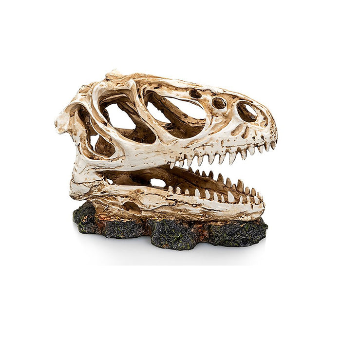 GiganTerra Dinosaur Skull 3 - 13 X 6 X 11 CM