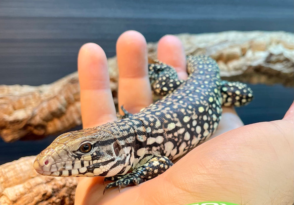 CB Argentine Black and White Tegu